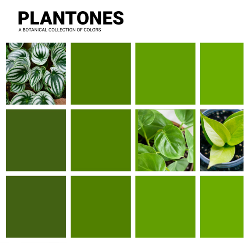 Plantones Website Clip